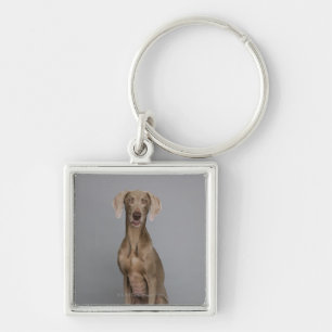 Weimaraner sitta, skjuten studio fyrkantig silverfärgad nyckelring