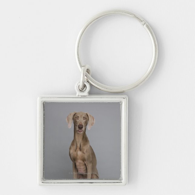 Weimaraner sitta, skjuten studio fyrkantig silverfärgad nyckelring (Framsidan)