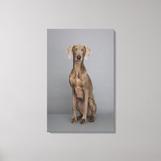 Weimaraner sitta, studio shot canvastryck (Framsida)