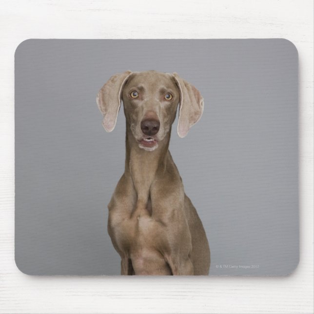 Weimaraner sitta, studio shot musmatta (Framsidan)