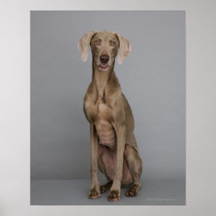 Weimaraner sitta, studio shot poster
