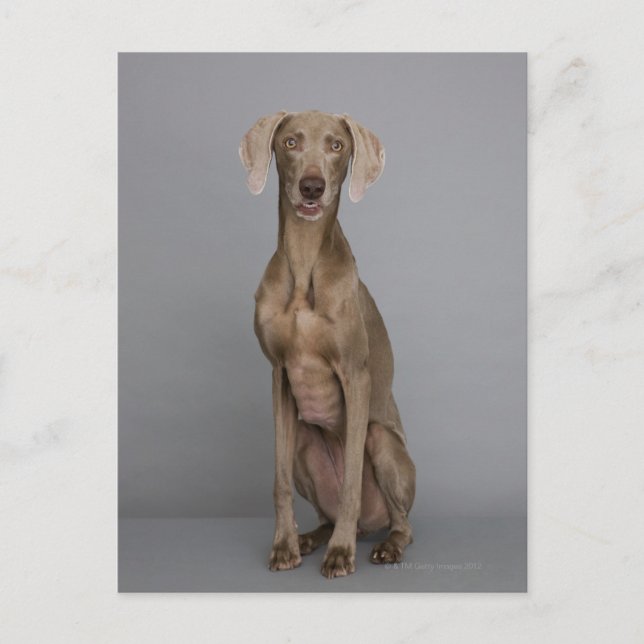 Weimaraner sitta, studio shot vykort (Framsida)