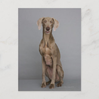 Weimaraner sitta, studio shot vykort