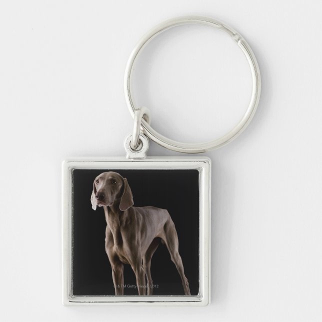 Weimaraner skjuten studio fyrkantig silverfärgad nyckelring (Framsidan)