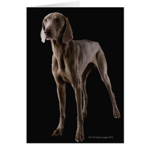Weimaraner skjuten studio hälsningskort
