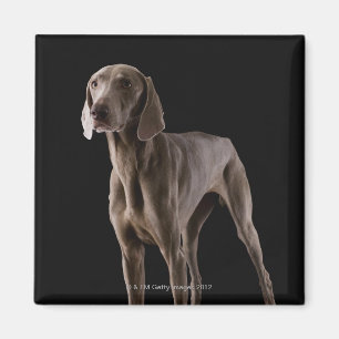 Weimaraner skjuten studio magnet
