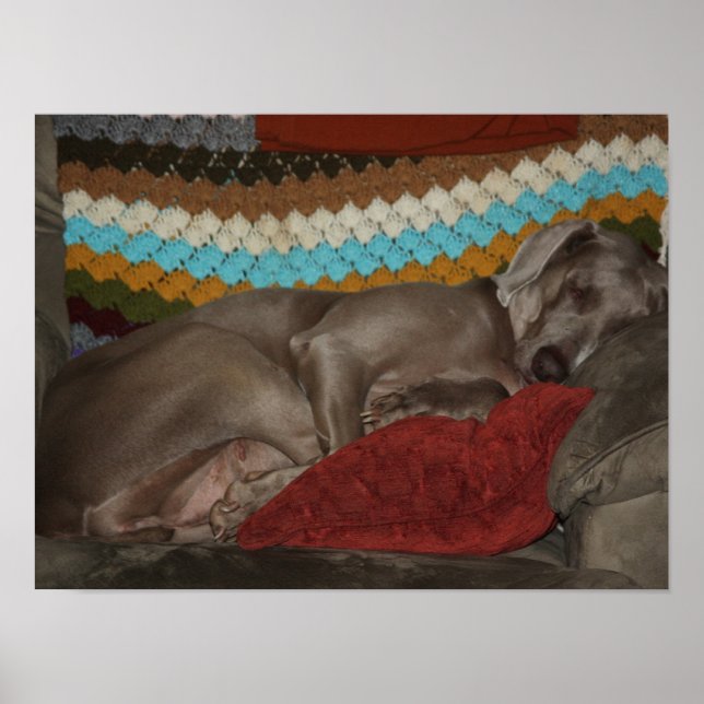 Weimaraner Snooze Poster (Framsidan)