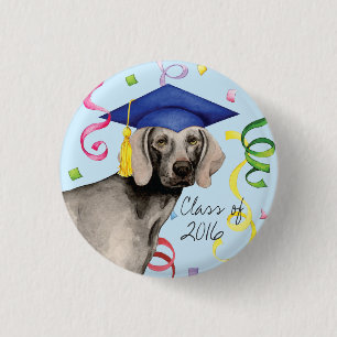 Weimaraner student knapp