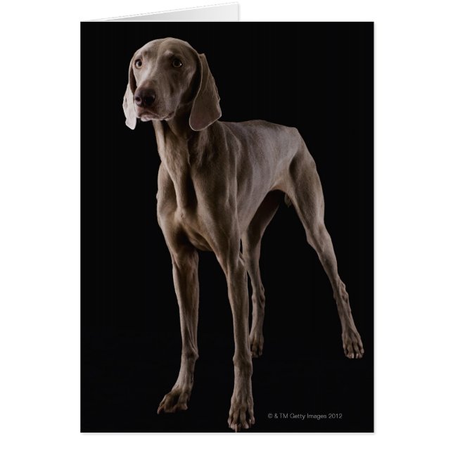 Weimaraner, studio shot hälsningskort (Framsidan)