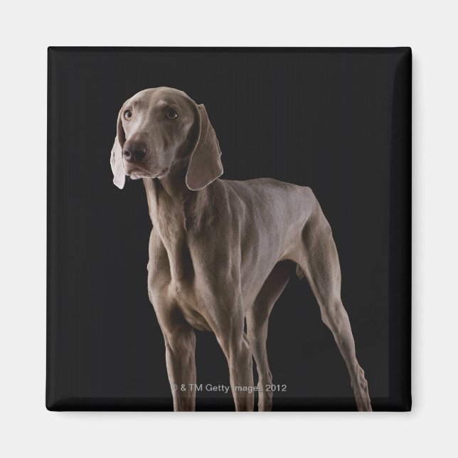 Weimaraner, studio shot magnet (Framsidan)