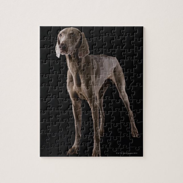 Weimaraner, studio shot pussel (Vertikal)