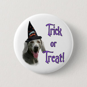 Weimaraner Trick Knapp