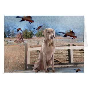 Weimaraner utomhus- porträtt hälsningskort