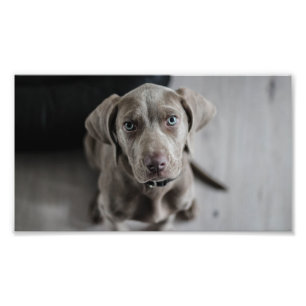 weimaraner-valp fototryck