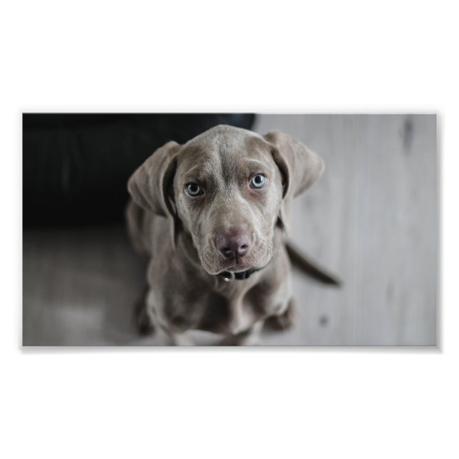 weimaraner-valp fototryck (Framsidan)