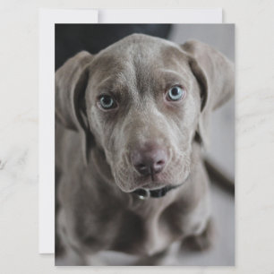 weimaraner-valp inbjudningar