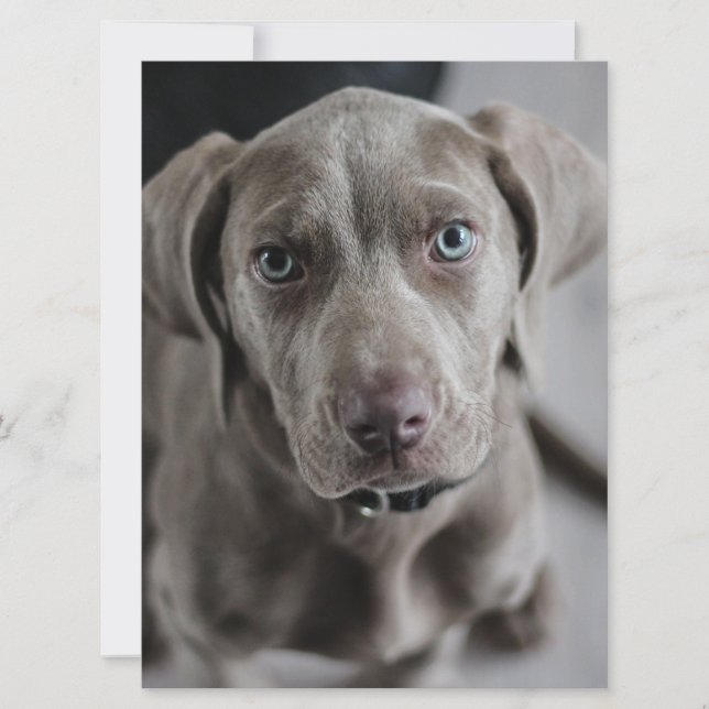weimaraner-valp inbjudningar (Framsida)