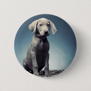 Weimaraner valp knapp