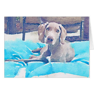 Weimaraner valp OBS kort