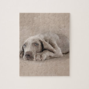 Weimaraner valp pussel
