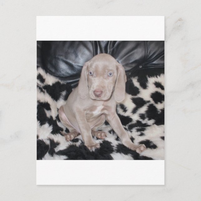 Weimaraner-valp Vykort (Framsida)