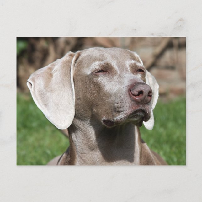 weimaraner vykort (Framsida)
