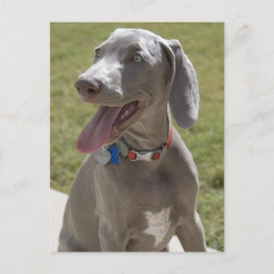 Weimaraner Vykort