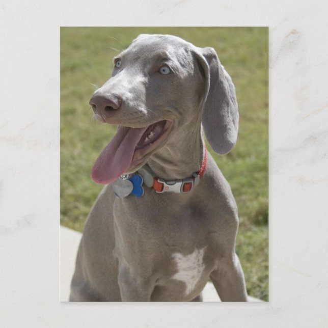 Weimaraner Vykort (Framsida)