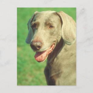 Weimaraner Vykort