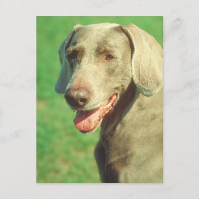 Weimaraner Vykort (Framsida)