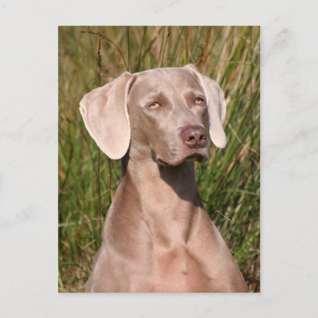 weimaraner vykort (Framsida)