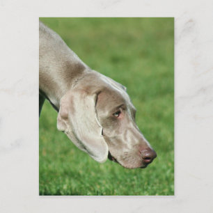 Weimaraner Vykort