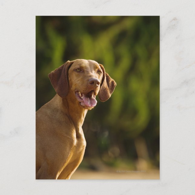 Weimaraner Vykort (Framsida)