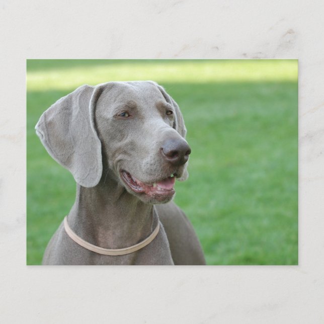 Weimaraner Vykort (Framsida)