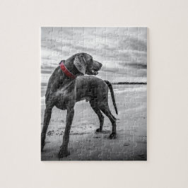 Weimaranerhund Pussel