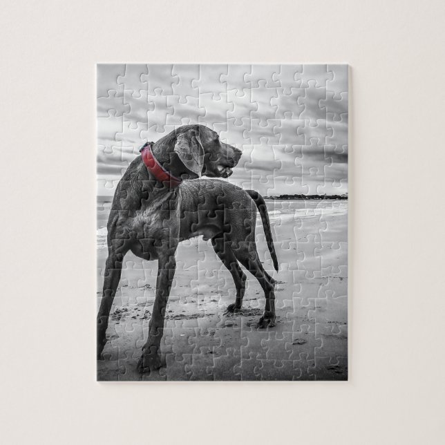 Weimaranerhund Pussel (Vertikal)