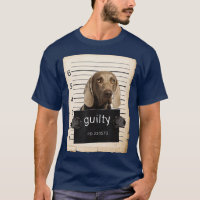 Weimaraners mugg shot Hund