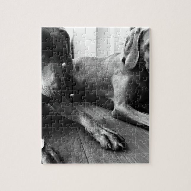 Weimaraners Pussel (Vertikal)