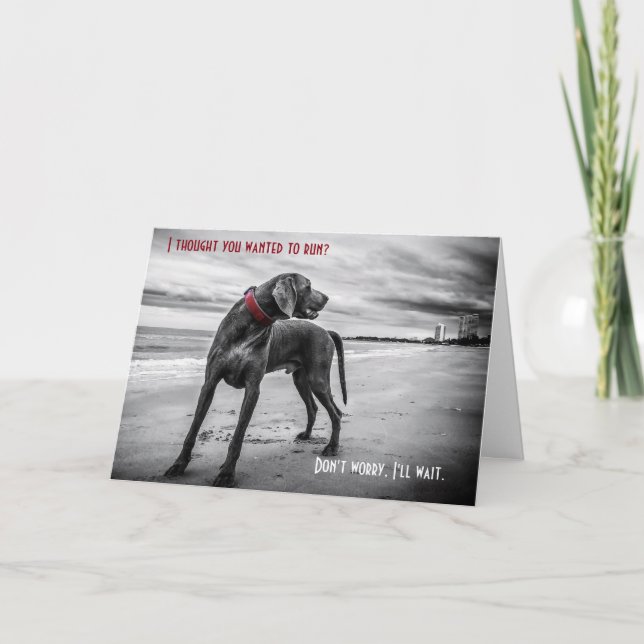 Weimaraners roliga födelsedagskort kort (Framsida)