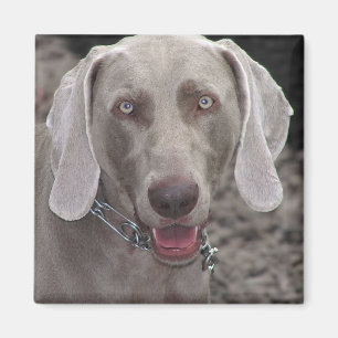 Weimaranter Magnet