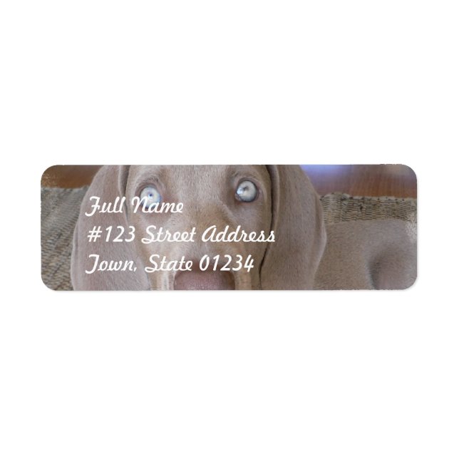 Weimeraner Hund-postsetikett Returadress Etikett (Framsidan)