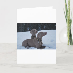 Weimeraner i snön helgkort