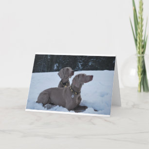 Weimeraner i snön helgkort