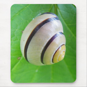 Weiß-braune Schnecke Musmatta