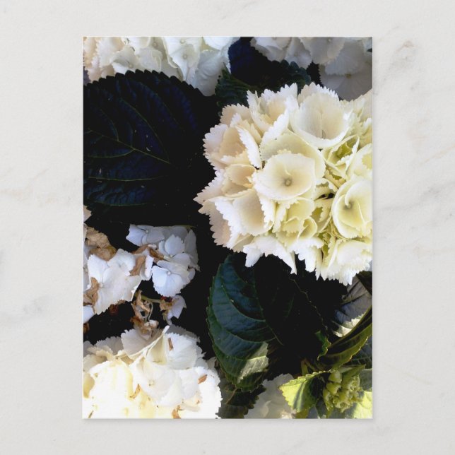 weissblühender ballenstock vykort (Framsida)