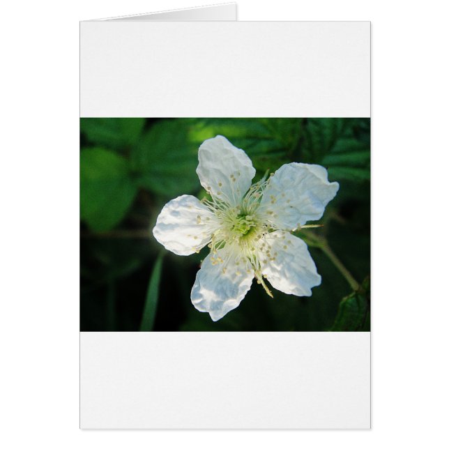 Weisse Brombeerblüte Hälsningskort (Framsidan)
