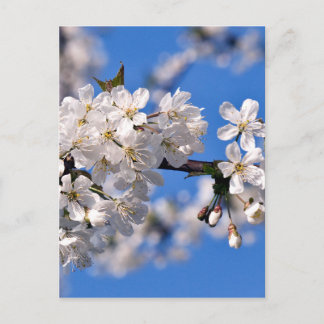 Weisse Kirschblüten Vykort