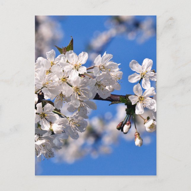 Weisse Kirschblüten Vykort (Framsida)