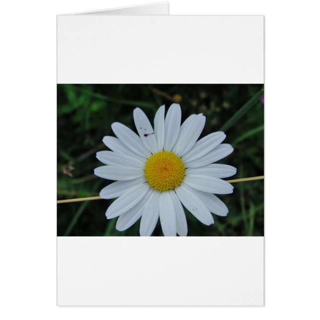 Weisse Margerite auf Stäbchen Hälsningskort (Framsidan)