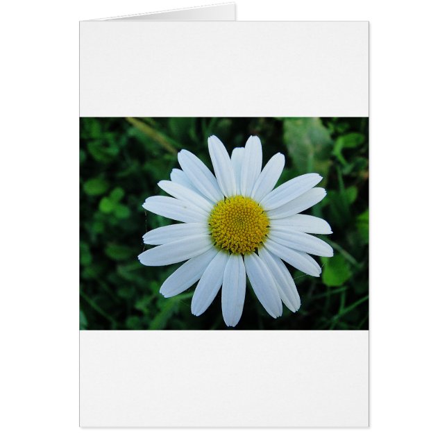 Weisse Margerite Hälsningskort (Framsidan)